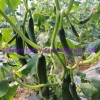 Hybrid Fruit Cucumber Seeds Can for Summer Growing