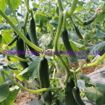 Hybrid Fruit Cucumber Seeds Can for Summer Growing