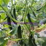 Hybrid Fruit Cucumber Seeds Can for Summer Growing