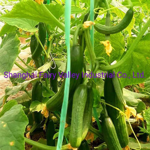 Hybrid Fruit Cucumber Seeds Can for Summer Growing