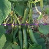 Hybrid Fruit Cucumber Seeds Can for Summer Growing