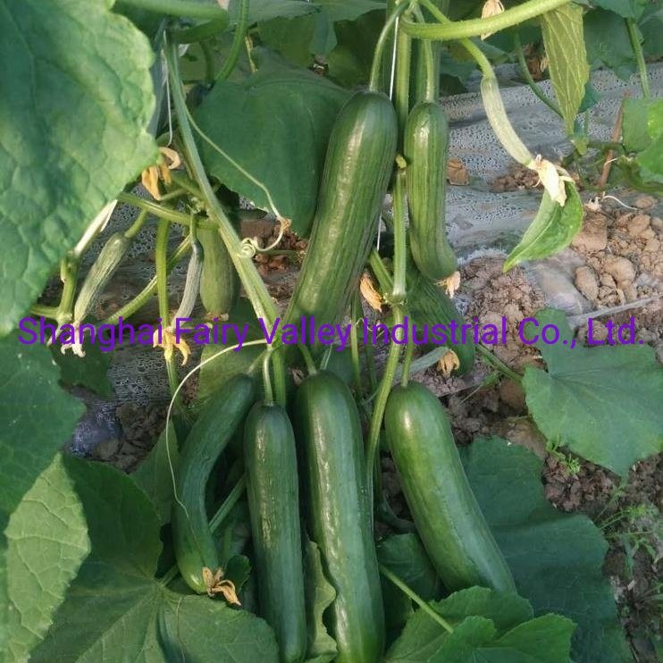 Hybrid Fruit Cucumber Seeds Can for Summer Growing