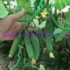 Hybrid Fruit Cucumber Seeds Can for Summer Growing