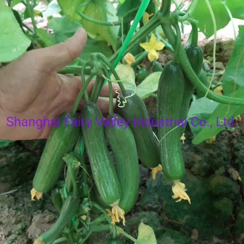 Hybrid Fruit Cucumber Seeds Can for Summer Growing