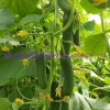 Hybrid Fruit Cucumber Seeds Can for Summer Growing