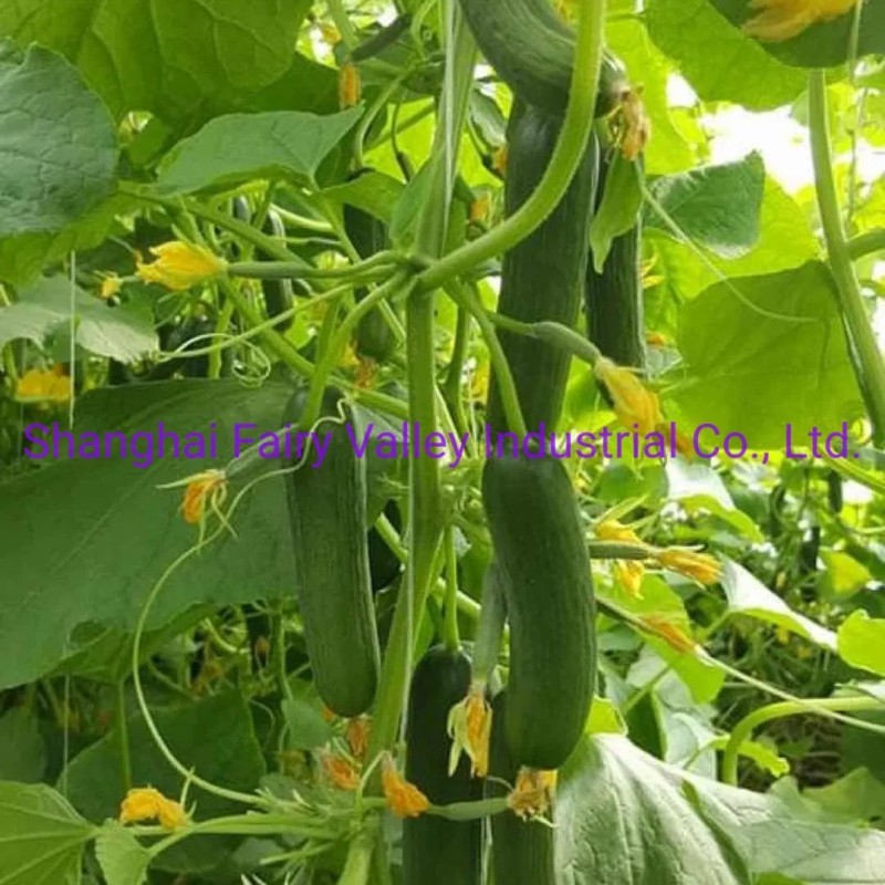 Hybrid Fruit Cucumber Seeds Can for Summer Growing