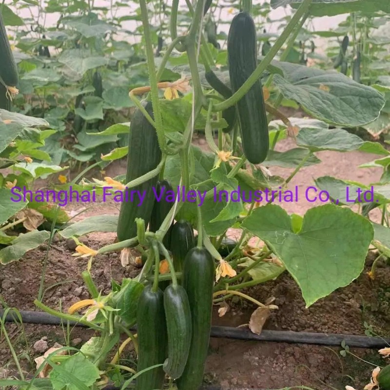Hybrid Fruit Cucumber Seeds Can for Summer Growing