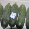 Pickled Cucumber Seeds Hybrid Cucumber Supplier High Yield