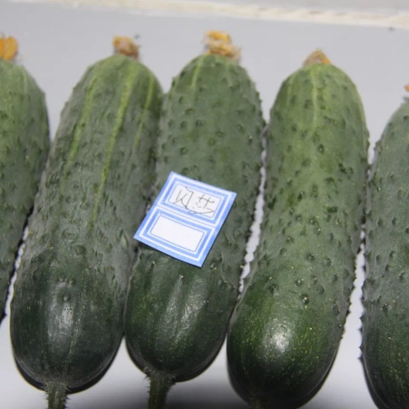 Pickled Cucumber Seeds Hybrid Cucumber Supplier High Yield