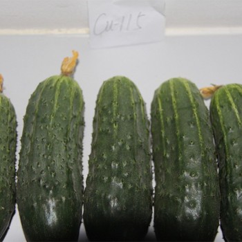 Pickled Cucumber Seeds Hybrid Cucumber Supplier High Yield