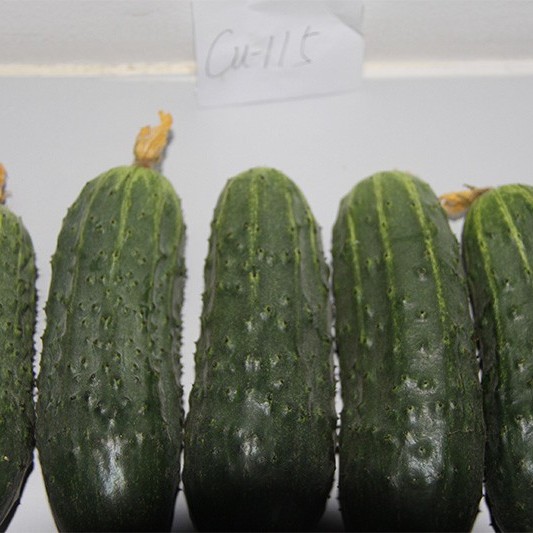 Pickled Cucumber Seeds Hybrid Cucumber Supplier High Yield
