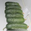 Pickled Cucumber Seeds Hybrid Cucumber Supplier High Yield