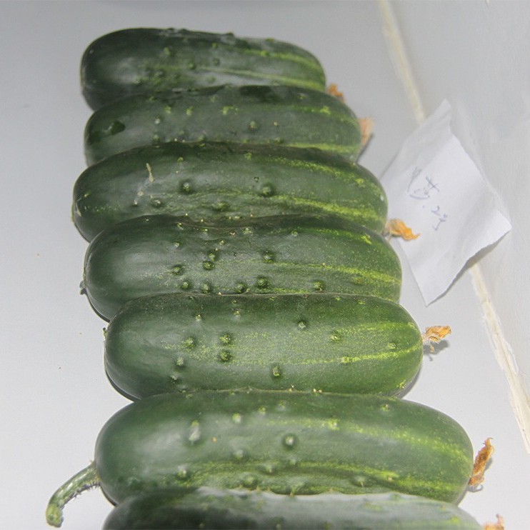 Pickled Cucumber Seeds Hybrid Cucumber Supplier High Yield