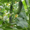 Pickled Cucumber Seeds Hybrid Cucumber Supplier High Yield