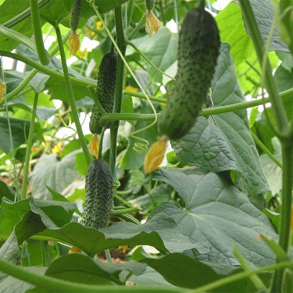 Pickled Cucumber Seeds Hybrid Cucumber Supplier High Yield