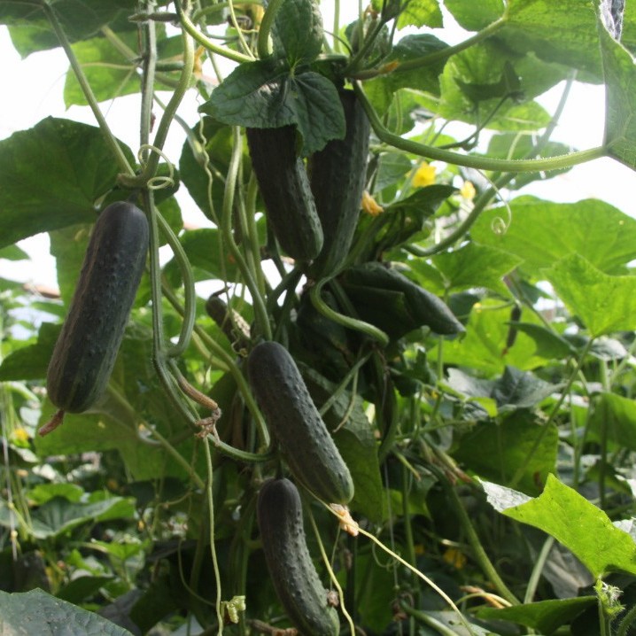 Pickled Cucumber Seeds Hybrid Cucumber Supplier High Yield