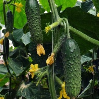 Pickled Cucumber Seeds Hybrid Cucumber Supplier High Yield