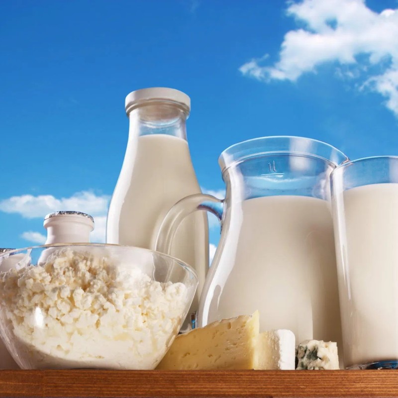 Premium Dairy Starter Culture for Yoghurt and Cheese Making