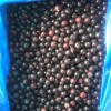 Chinese Hot Sale Premium IQF Frozen Blackcurrant IQF Black Currant Quick Freezing