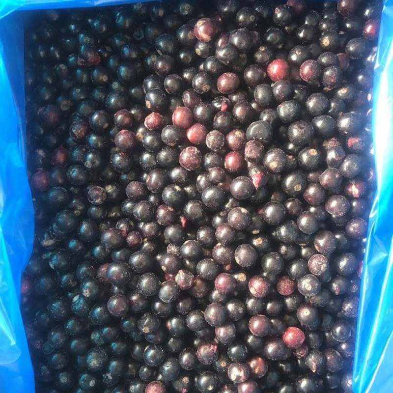 Chinese Hot Sale Premium IQF Frozen Blackcurrant IQF Black Currant Quick Freezing