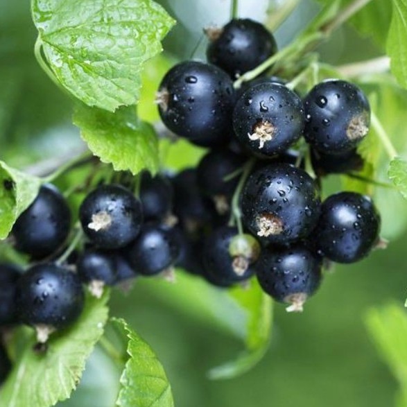 Chinese Hot Sale Premium IQF Frozen Blackcurrant IQF Black Currant Quick Freezing