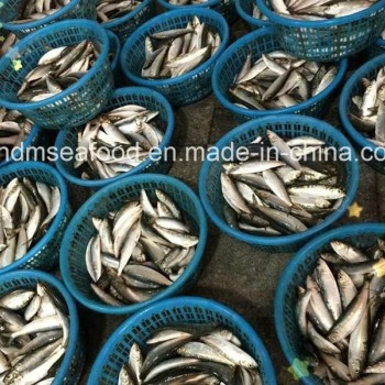 Light Catch Sardine Fish for Tuna Bait (Sardinella aurita)