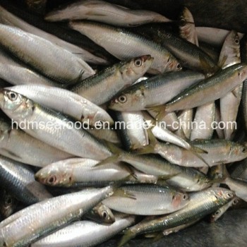 Light Catch Sardine Fish for Tuna Bait (Sardinella aurita)
