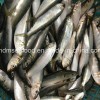 Light Catch Sardine Fish for Tuna Bait (Sardinella aurita)