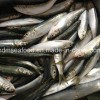 Light Catch Sardine Fish for Tuna Bait (Sardinella aurita)