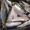 Light Catch Sardine Fish for Tuna Bait (Sardinella aurita)