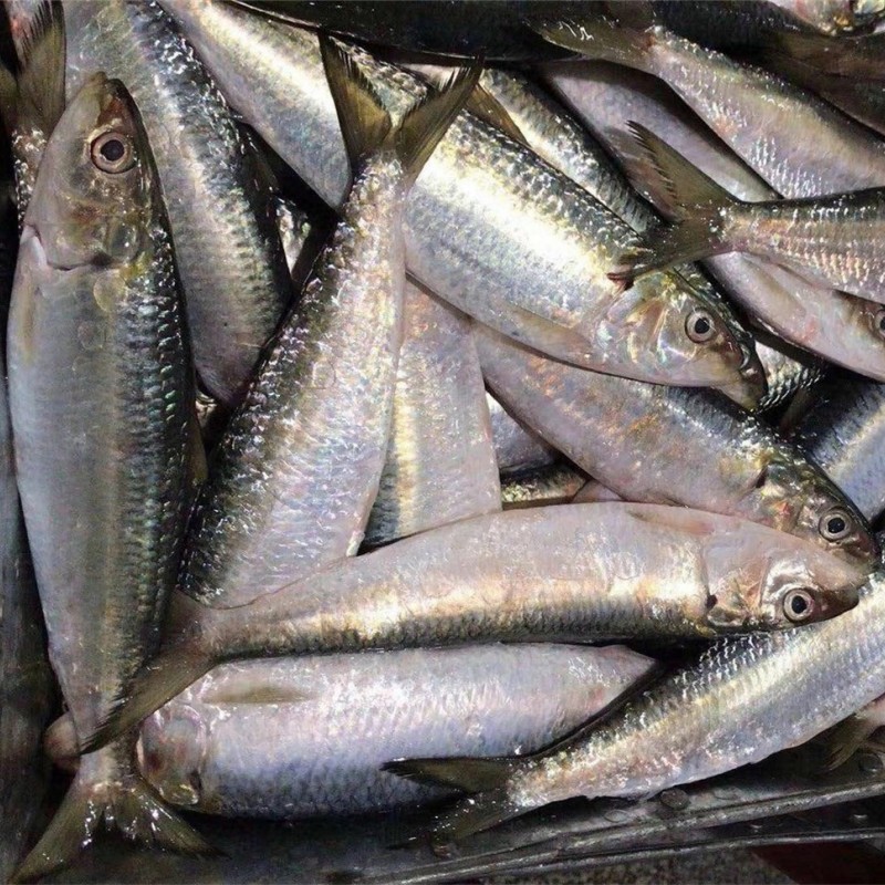 Light Catch Sardine Fish for Tuna Bait (Sardinella aurita)