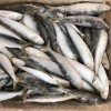 Light Catch Sardine Fish for Tuna Bait (Sardinella aurita)