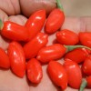 Organic Goji Berry OEM Size Small Package Lowest Price