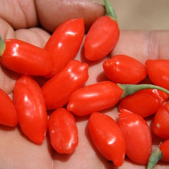Organic Goji Berry OEM Size Small Package Lowest Price