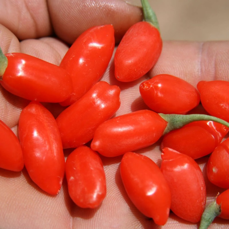 Organic Goji Berry OEM Size Small Package Lowest Price