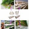 Agricultural Aquaponic Strawberry/Tomato Green House for Farm