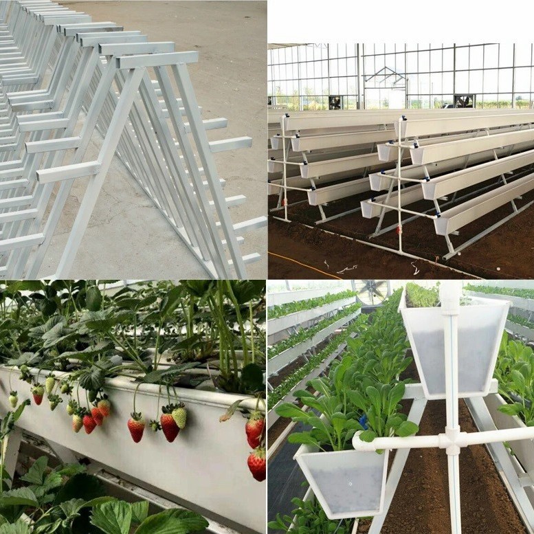 Agricultural Aquaponic Strawberry/Tomato Green House for Farm