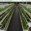 Agricultural Aquaponic Strawberry/Tomato Green House for Farm