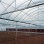 Professional Multi-Span Plastic Film Greenhouse with Shading System for Commercial Projects