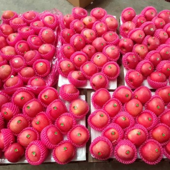 Fresh Class 1 Paper Bagged FUJI Apple