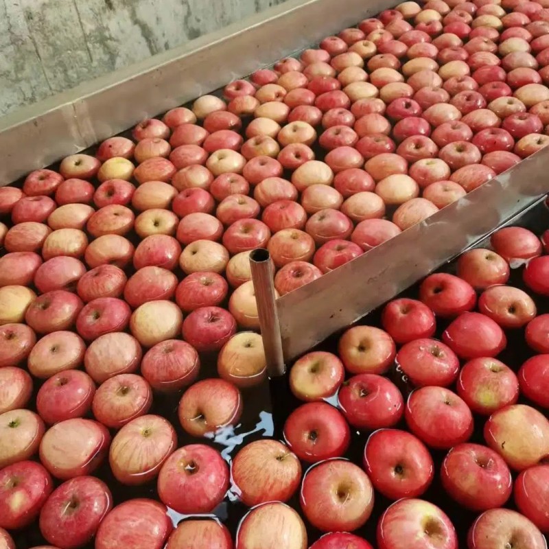 Fresh Class 1 Paper Bagged FUJI Apple