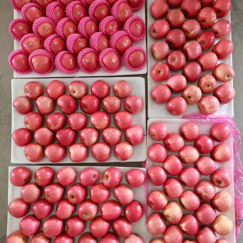 Fresh Class 1 Paper Bagged FUJI Apple