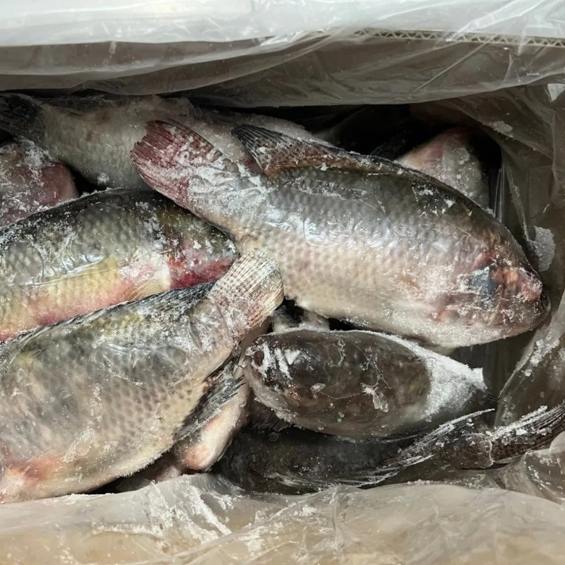 High Quality Frozen Fish Wholesale Price Rich in High-Protein Frozen Tilapia