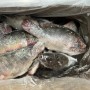 High Quality Frozen Fish Wholesale Price Rich in High-Protein Frozen Tilapia