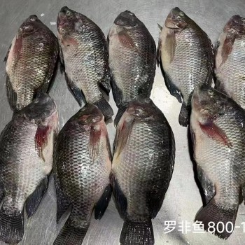 High Quality Frozen Fish Wholesale Price Rich in High-Protein Frozen Tilapia