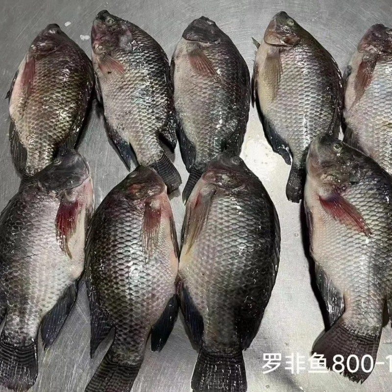 High Quality Frozen Fish Wholesale Price Rich in High-Protein Frozen Tilapia