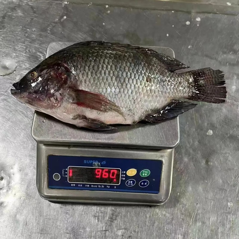 High Quality Frozen Fish Wholesale Price Rich in High-Protein Frozen Tilapia