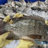 High Quality Frozen Fish Wholesale Price Rich in High-Protein Frozen Tilapia