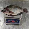 High Quality Frozen Fish Wholesale Price Rich in High-Protein Frozen Tilapia