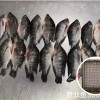 High Quality Frozen Fish Wholesale Price Rich in High-Protein Frozen Tilapia